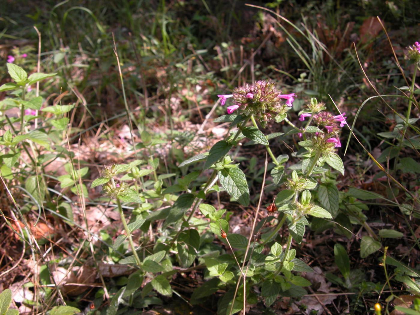 Basil, Wild plant